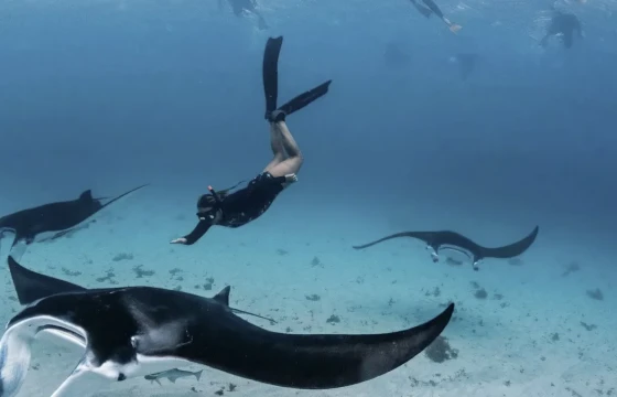 Diving with Manta Rays