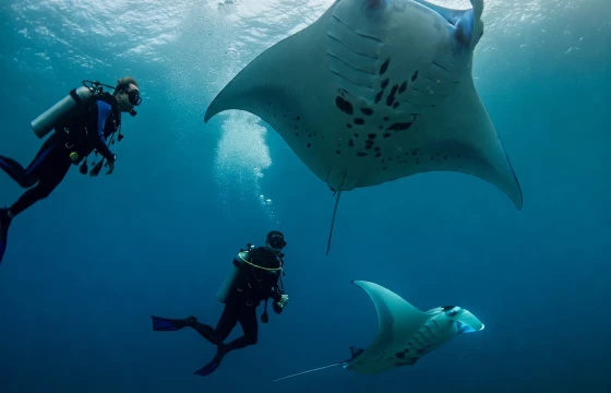 Snorkeling + Swim with Manta Rays